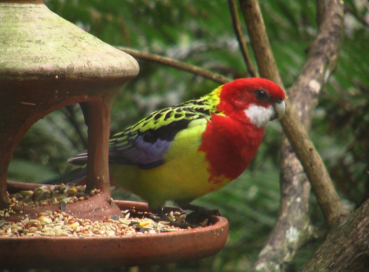 rosella, Parrot, Bird, Tropical,  36 HD Wallpaper Desktop Background
