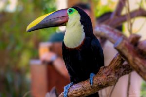 toucan, Parrot, Bird, Tropical,  2