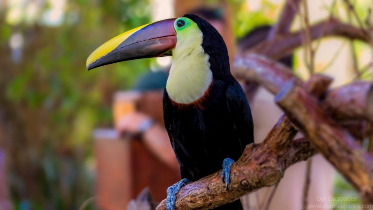 toucan, Parrot, Bird, Tropical,  2 HD Wallpaper Desktop Background