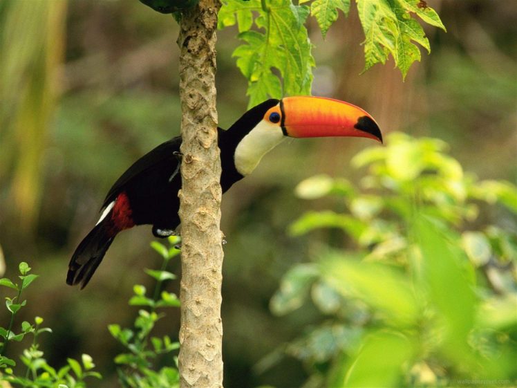 toucan, Parrot, Bird, Tropical,  4 HD Wallpaper Desktop Background