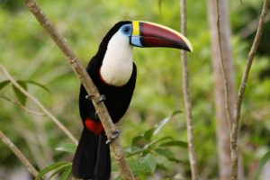 toucan, Parrot, Bird, Tropical,  7 , Jpg