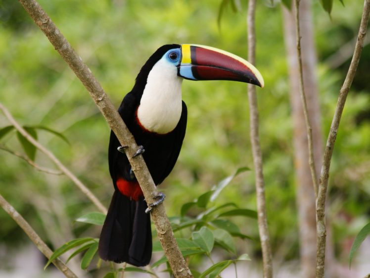 toucan, Parrot, Bird, Tropical,  7 , Jpg HD Wallpaper Desktop Background