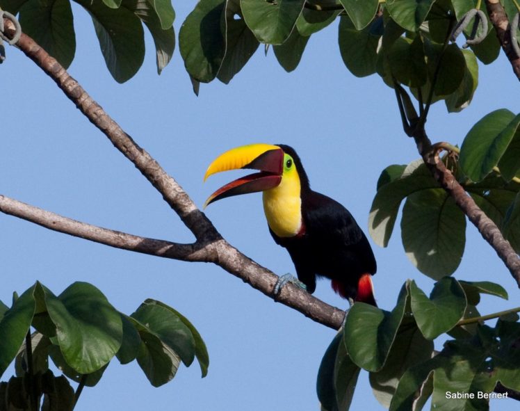 toucan, Parrot, Bird, Tropical,  9 HD Wallpaper Desktop Background