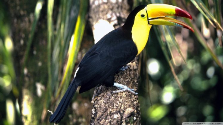toucan, Parrot, Bird, Tropical,  12 HD Wallpaper Desktop Background