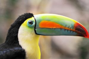 toucan, Parrot, Bird, Tropical,  6