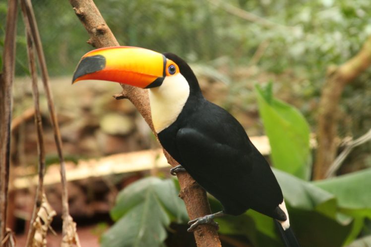 toucan, Parrot, Bird, Tropical,  11 HD Wallpaper Desktop Background