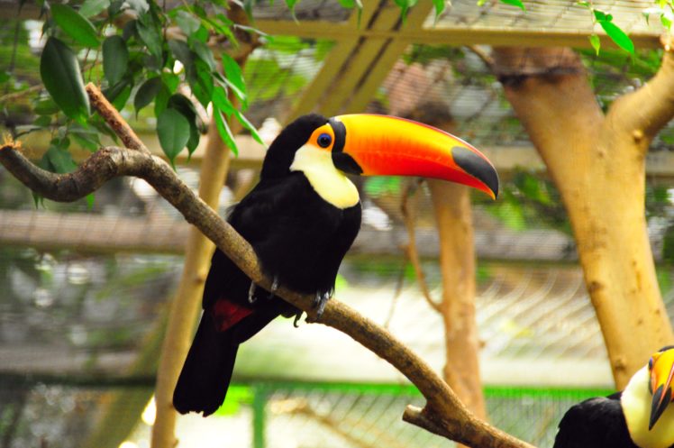 toucan, Parrot, Bird, Tropical,  8 HD Wallpaper Desktop Background