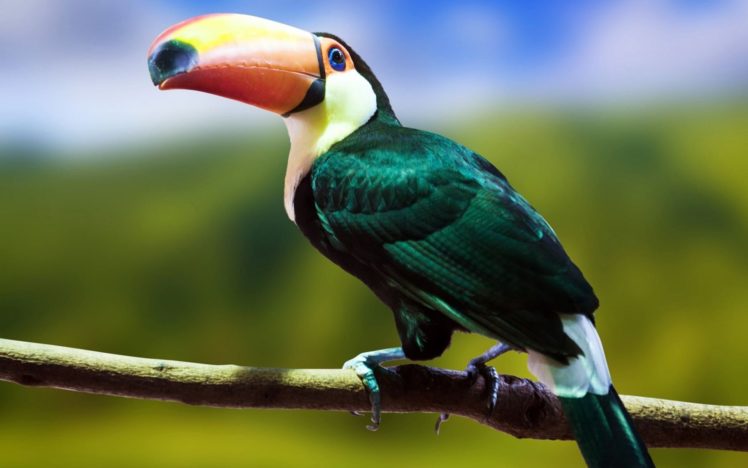 toucan, Parrot, Bird, Tropical,  15 HD Wallpaper Desktop Background