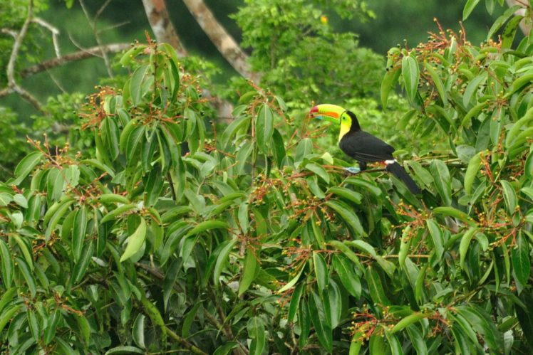 toucan, Parrot, Bird, Tropical,  13 HD Wallpaper Desktop Background