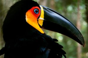 toucan, Parrot, Bird, Tropical,  16
