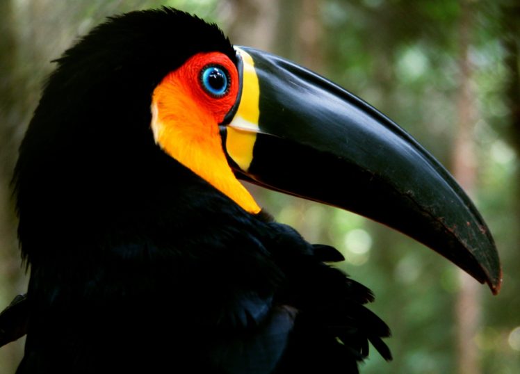 toucan, Parrot, Bird, Tropical,  16 HD Wallpaper Desktop Background