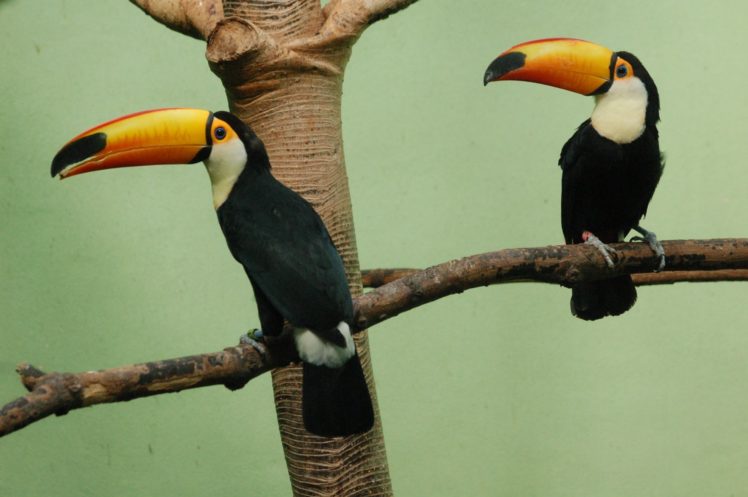 toucan, Parrot, Bird, Tropical,  21 HD Wallpaper Desktop Background