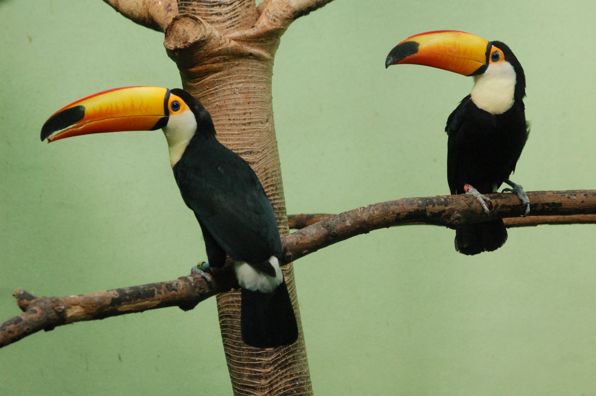 toucan, Parrot, Bird, Tropical,  21 Wallpaper