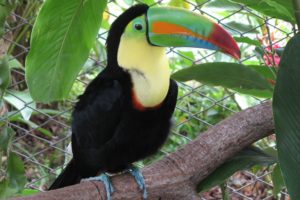 toucan, Parrot, Bird, Tropical,  17