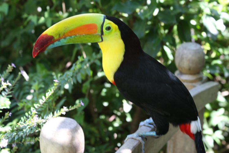 toucan, Parrot, Bird, Tropical,  18 HD Wallpaper Desktop Background