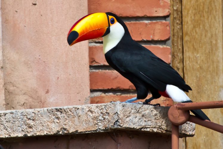 toucan, Parrot, Bird, Tropical,  19 HD Wallpaper Desktop Background