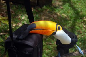toucan, Parrot, Bird, Tropical,  22