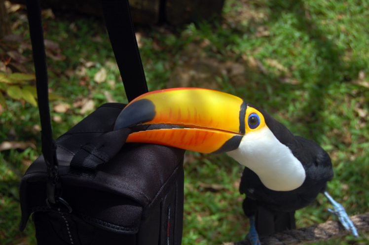toucan, Parrot, Bird, Tropical,  22 HD Wallpaper Desktop Background