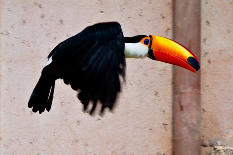 toucan, Parrot, Bird, Tropical,  23 HD Wallpaper Desktop Background