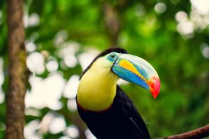 toucan, Parrot, Bird, Tropical,  26