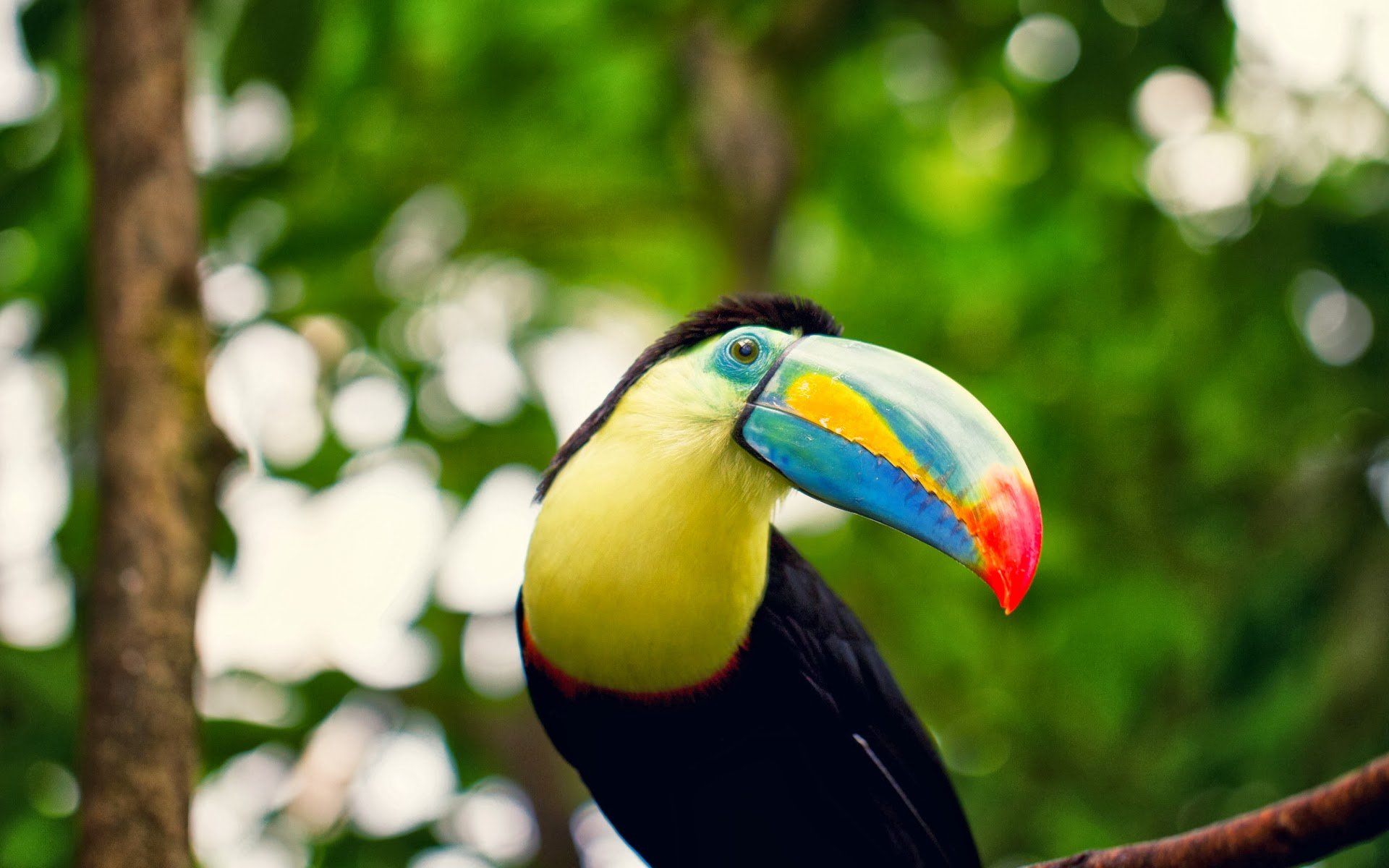 toucan, Parrot, Bird, Tropical,  26 Wallpaper