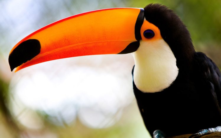 toucan, Parrot, Bird, Tropical,  27 HD Wallpaper Desktop Background