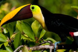 toucan, Parrot, Bird, Tropical,  31