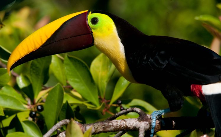 toucan, Parrot, Bird, Tropical,  31 HD Wallpaper Desktop Background