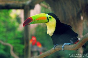 toucan, Parrot, Bird, Tropical,  29