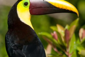 toucan, Parrot, Bird, Tropical,  33