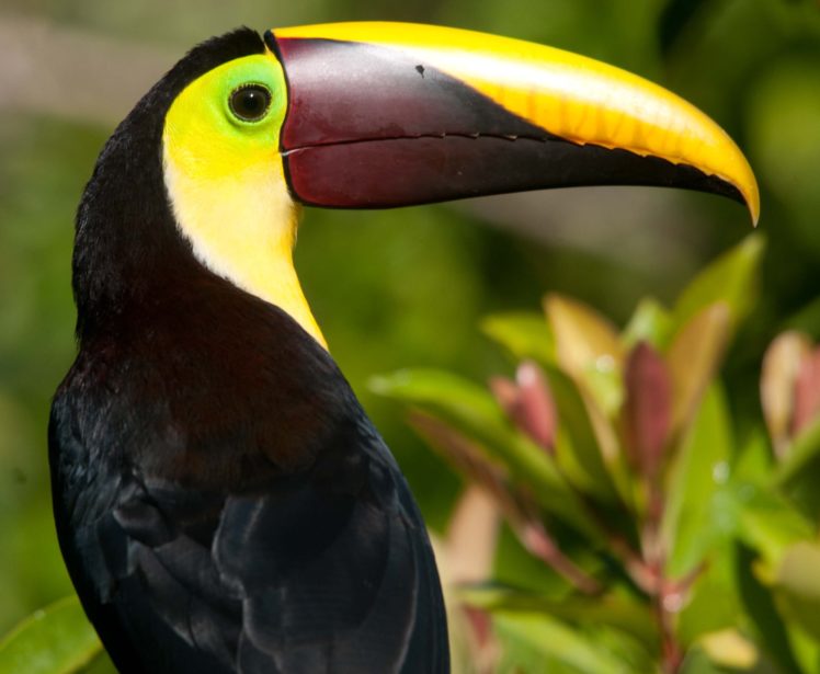 toucan, Parrot, Bird, Tropical,  33 HD Wallpaper Desktop Background