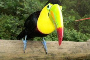 toucan, Parrot, Bird, Tropical,  28