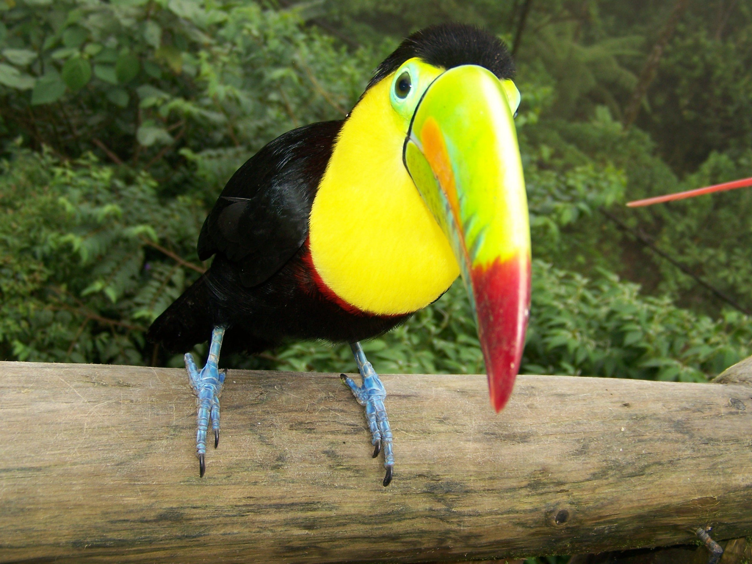 toucan, Parrot, Bird, Tropical,  28 Wallpaper