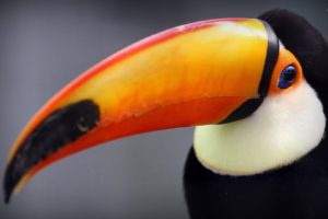 toucan, Parrot, Bird, Tropical,  36