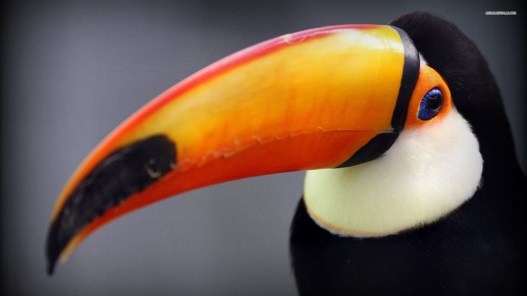 toucan, Parrot, Bird, Tropical,  36 HD Wallpaper Desktop Background