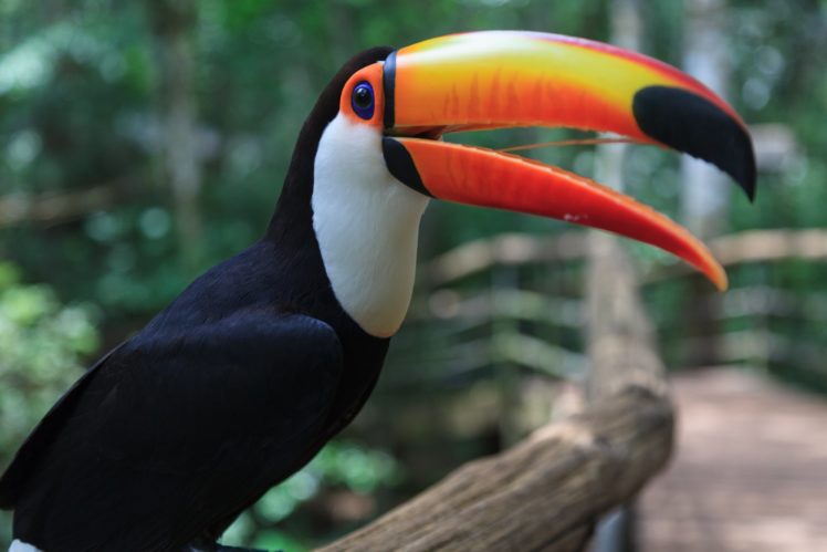 toucan, Parrot, Bird, Tropical,  30 HD Wallpaper Desktop Background