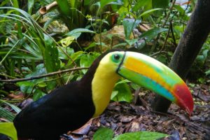 toucan, Parrot, Bird, Tropical,  34