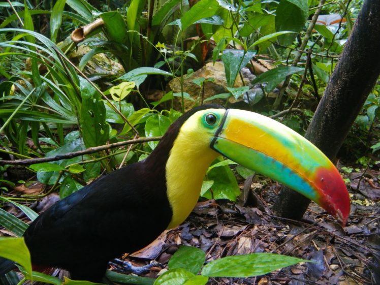 toucan, Parrot, Bird, Tropical,  34 HD Wallpaper Desktop Background