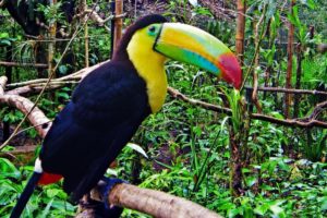 toucan, Parrot, Bird, Tropical,  35