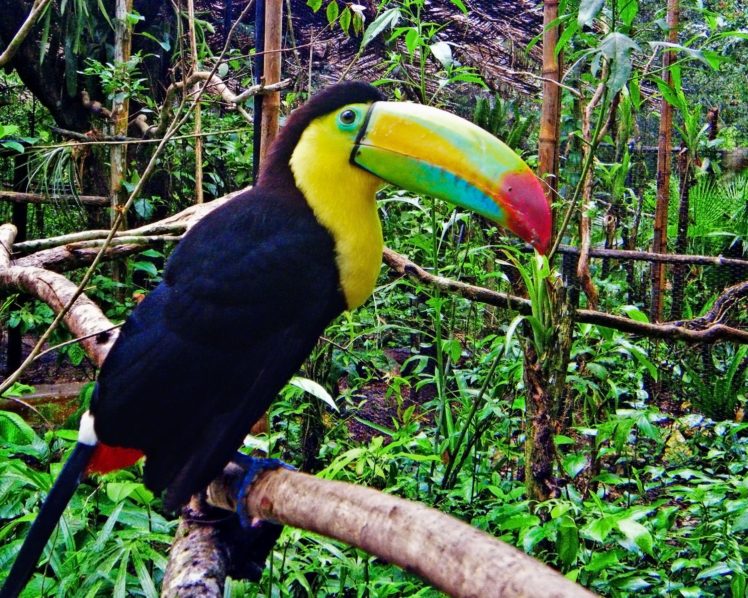 toucan, Parrot, Bird, Tropical,  35 HD Wallpaper Desktop Background