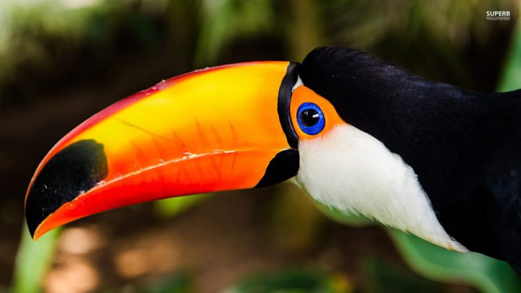 toucan, Parrot, Bird, Tropical,  38 HD Wallpaper Desktop Background