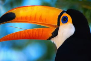 toucan, Parrot, Bird, Tropical,  39