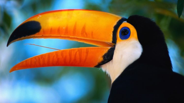 toucan, Parrot, Bird, Tropical,  39 HD Wallpaper Desktop Background