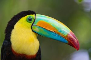 toucan, Parrot, Bird, Tropical,  40