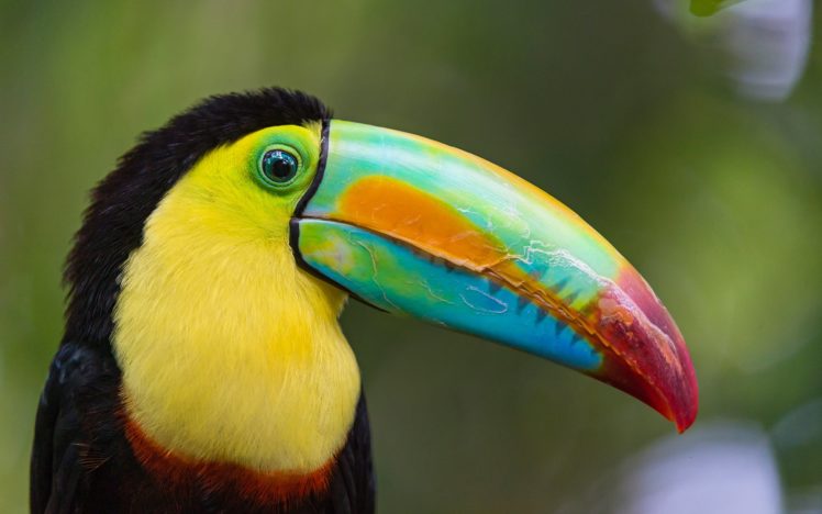 toucan, Parrot, Bird, Tropical,  40 HD Wallpaper Desktop Background