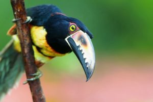 toucan, Parrot, Bird, Tropical,  44