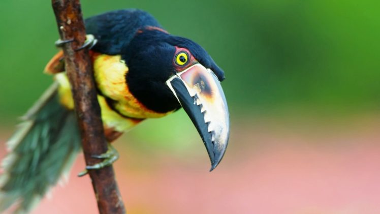 toucan, Parrot, Bird, Tropical,  44 HD Wallpaper Desktop Background
