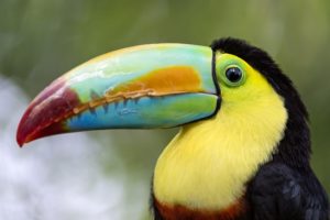 toucan, Parrot, Bird, Tropical,  43