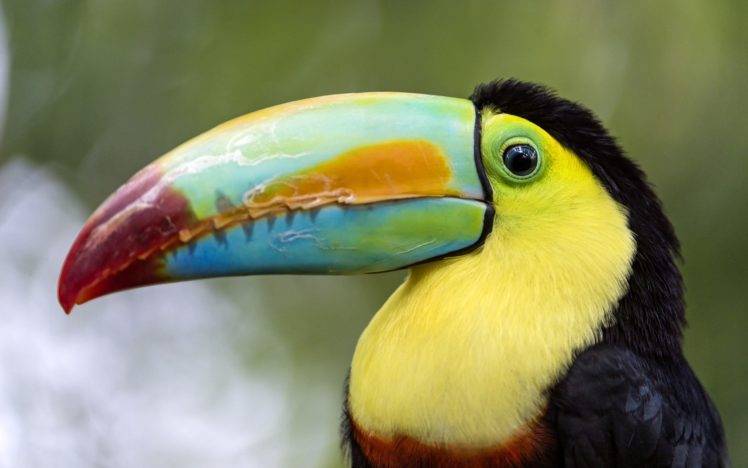toucan, Parrot, Bird, Tropical,  43 HD Wallpaper Desktop Background