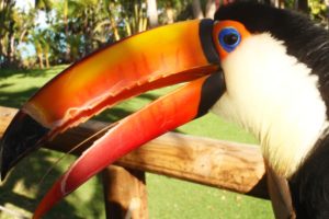toucan, Parrot, Bird, Tropical,  47